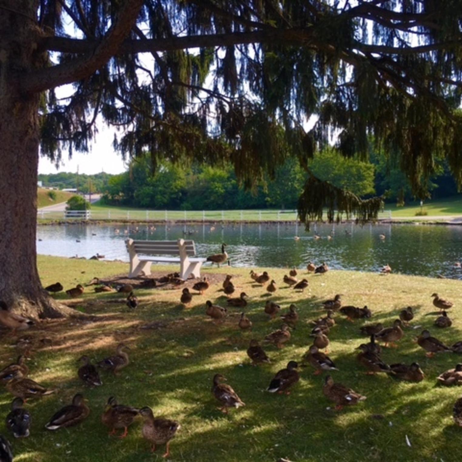 Dykeman Park