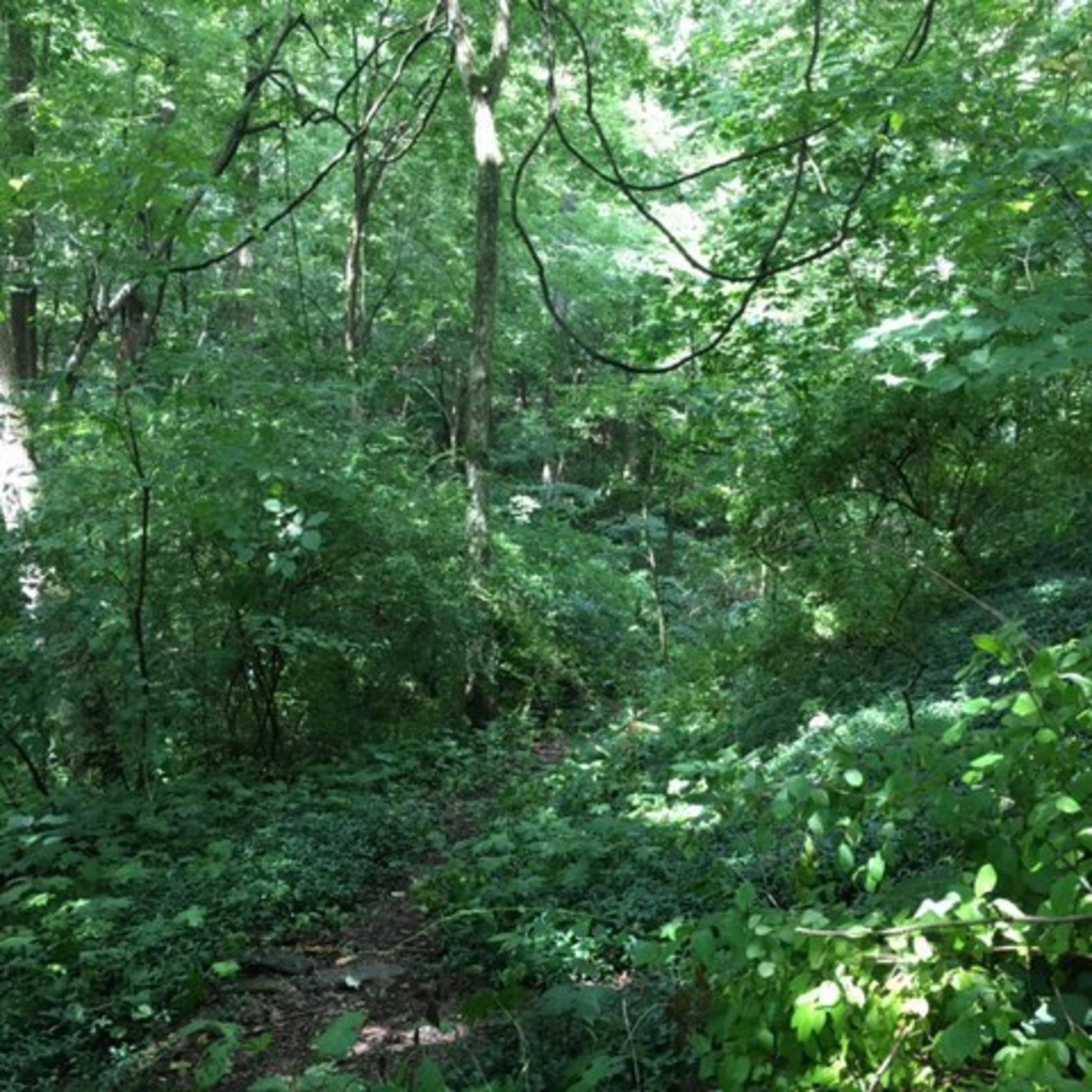 Pine Hill Arboretum