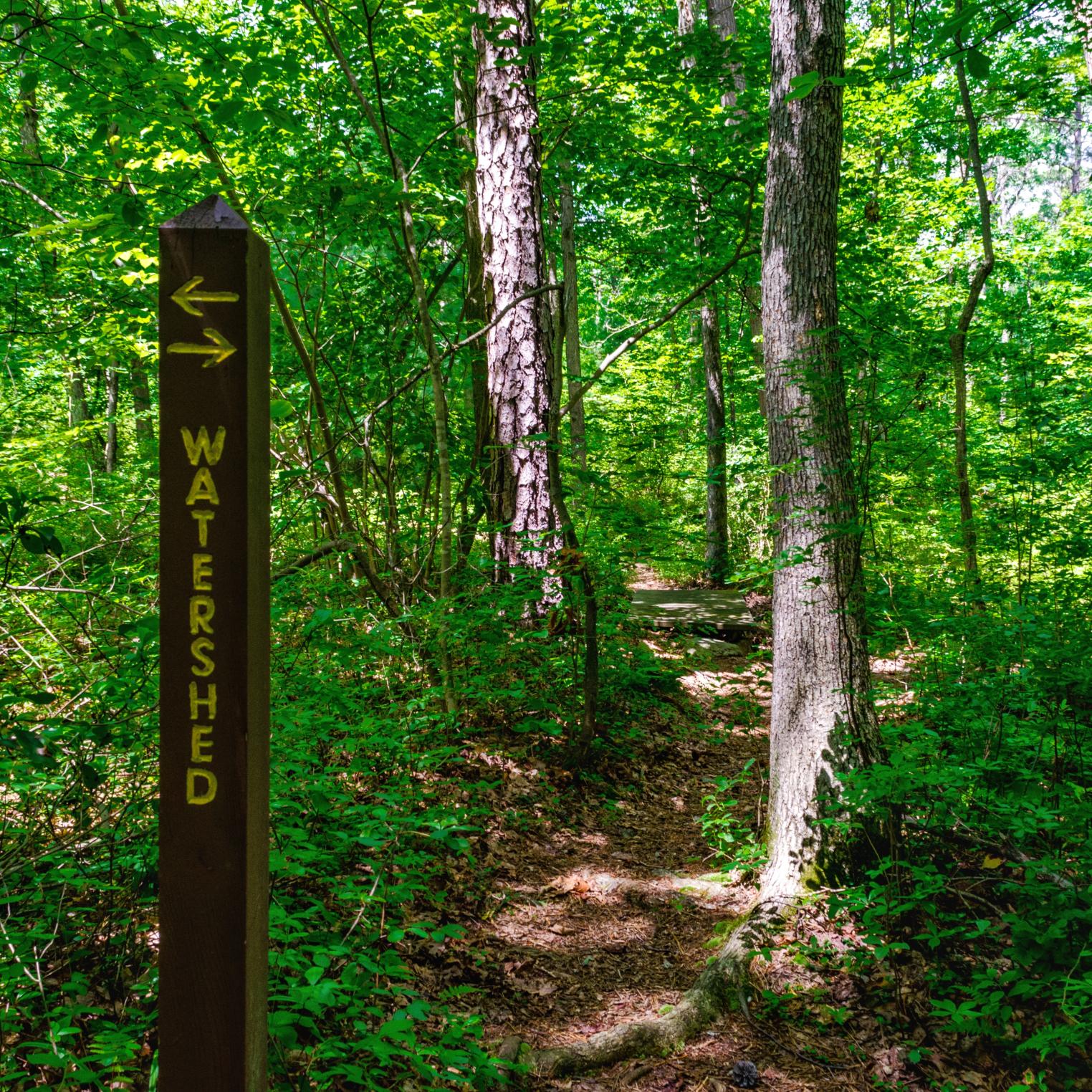 Watershed Trail @ Kings Gap