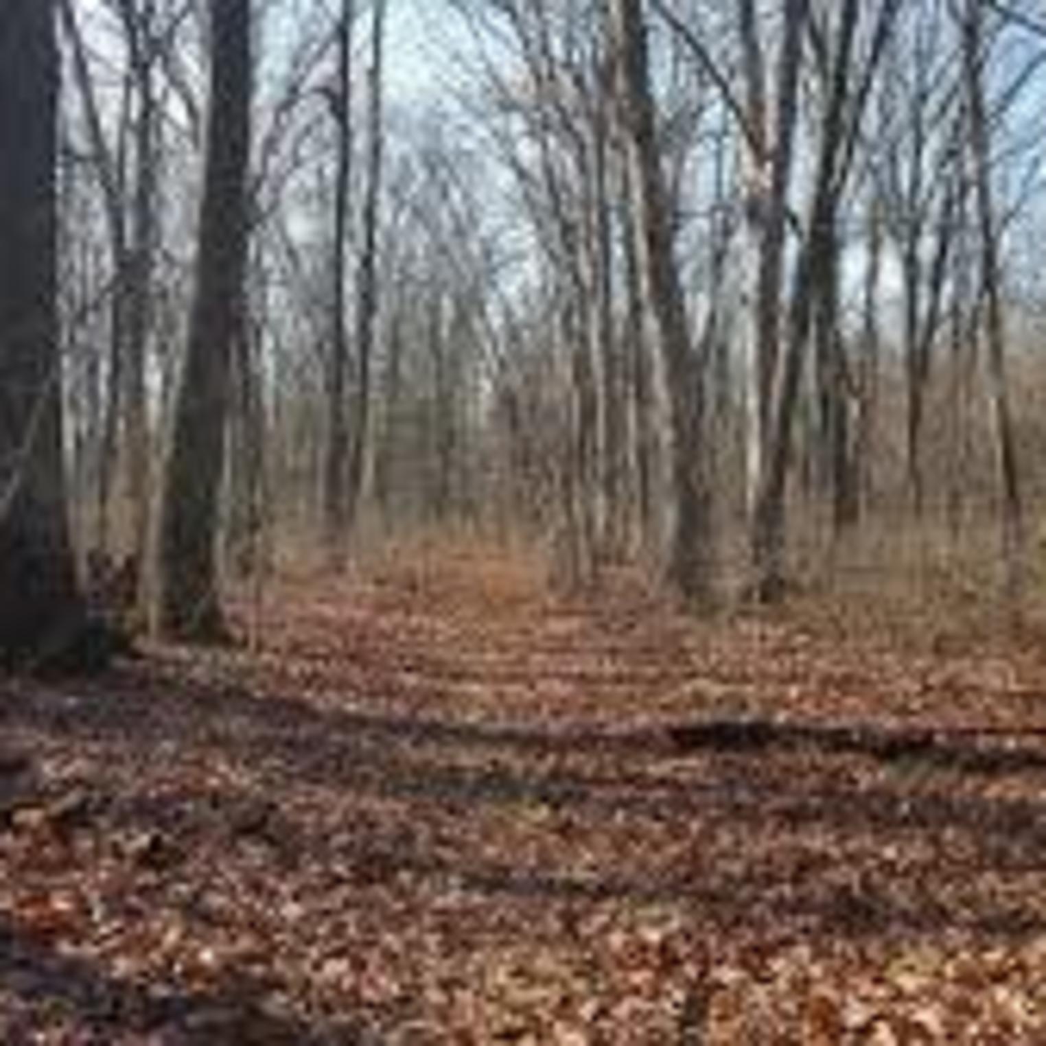 Whittlinger Nature Preserve