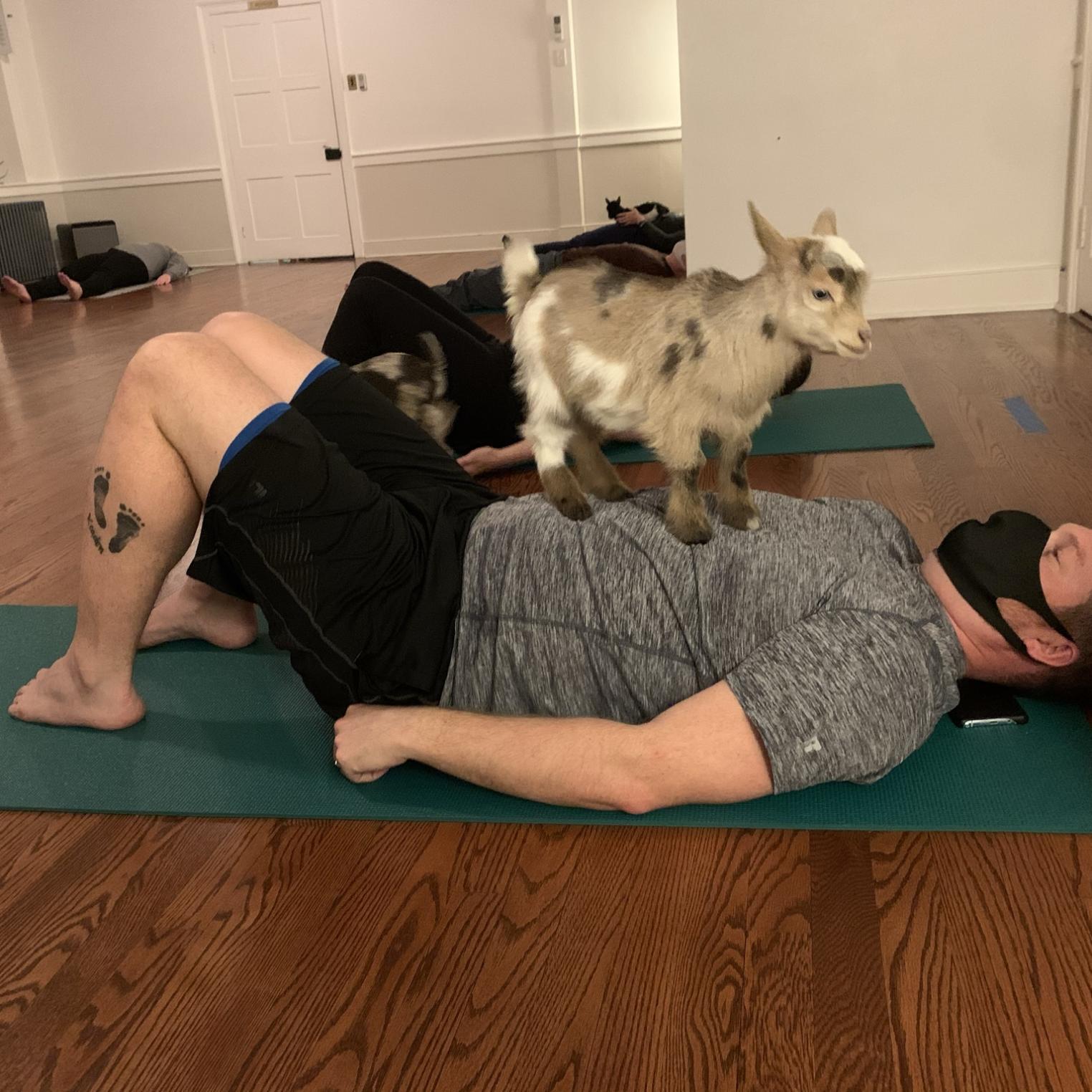 Goat Yoga at Yoga at Simply Well
