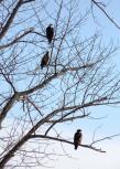 Several bald eagles have been sighted in recent weeks along the Oswego River on State Route 48 between Minetto and Oswego. (Photo by Mary Ellen Barbeau, Oswego County Tourism Office.)