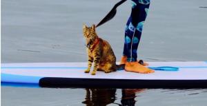 paddle.jpg