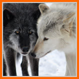 wolvesStare.jpg