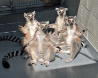 Tennessee Aquarium_Lemurs Sun Worship