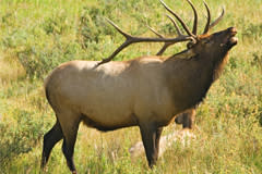Elk Rut in Estes Park, CO