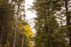 Alpine Loop Pine Trees