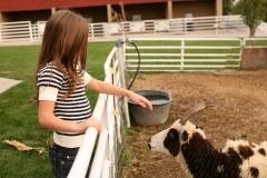 Petting Zoo