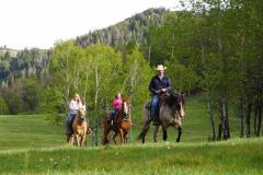 horses
