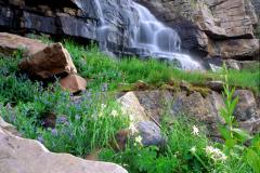 Cascading Falls & Flowers