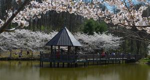 blossom cherry festival apr