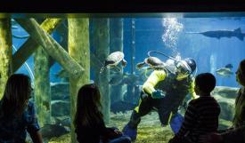 Trivago_Tennessee Aquarium