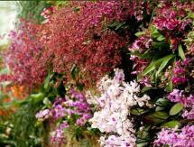 ny-botanical-garden-orchid-show.JPG