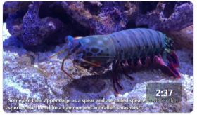 Ripley's Animal Spotlight: Mantis Shrimp