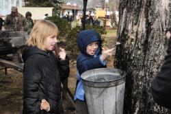 Maple Tasting
