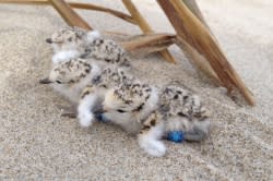 Plover Chicks, Siuslaw National Forest Service