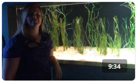 Ripley's Aquarium Learn about Cuttlefish