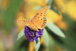 ABQ BioPark Botanic Garden Butterfly