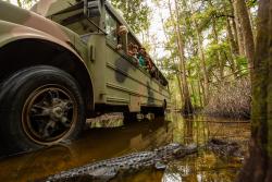 Photo of Babcock Eco Tour Bus in swamp with family looking at alligator