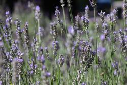 Lavender field from Rue Claire