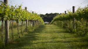 image-146043_5044_North Gate Vineyard 3.jpg-788.jpg