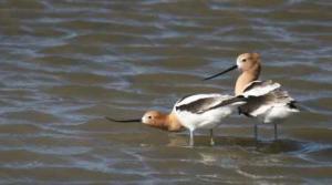 Kansas Kritters-Avocets