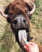 Hand-feeding at Terry Bison Ranch