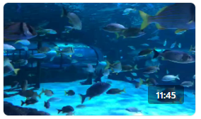 Ripley's Aquarium: Learn about Sawfish