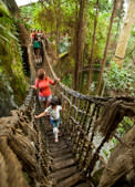 Bamboo Bridge