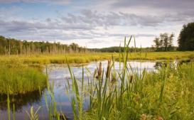 COVER - Whetstone Creek Headwaters by Zachary Wakeman