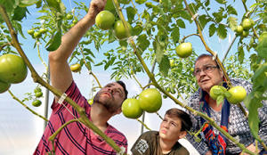 Picking tomatoes