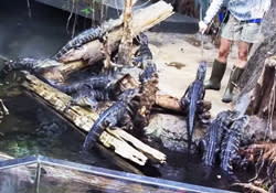 Alligators At The Airport 1