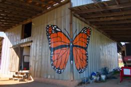 Vitamin O McAdams farm Butterfly