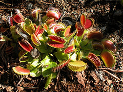 Venus Flytraps