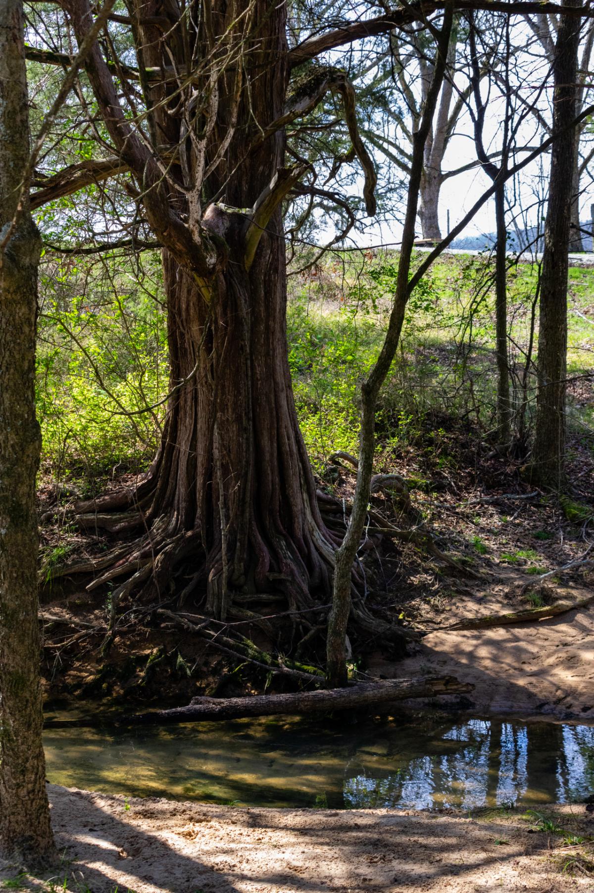 Tree at Bethel Spring Nature Preserve