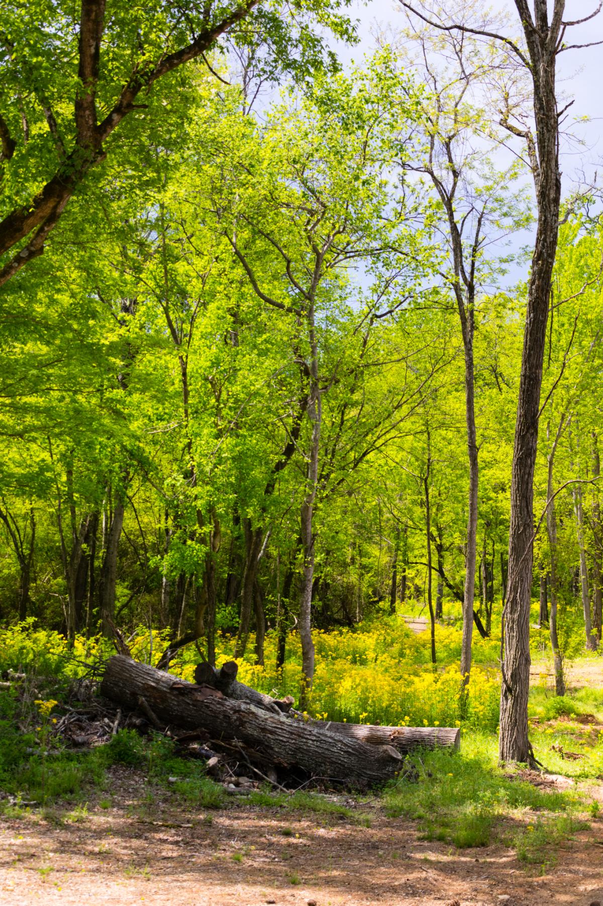 Chapman-Mountain-Preserve-2
