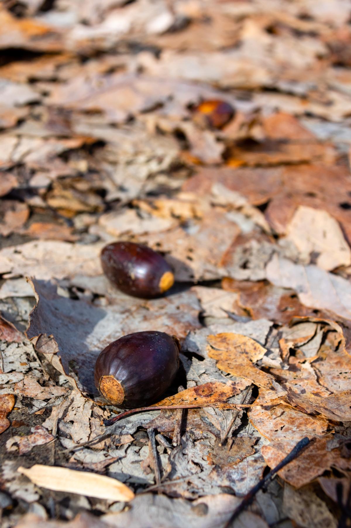 Monte Sano Winter Acorns