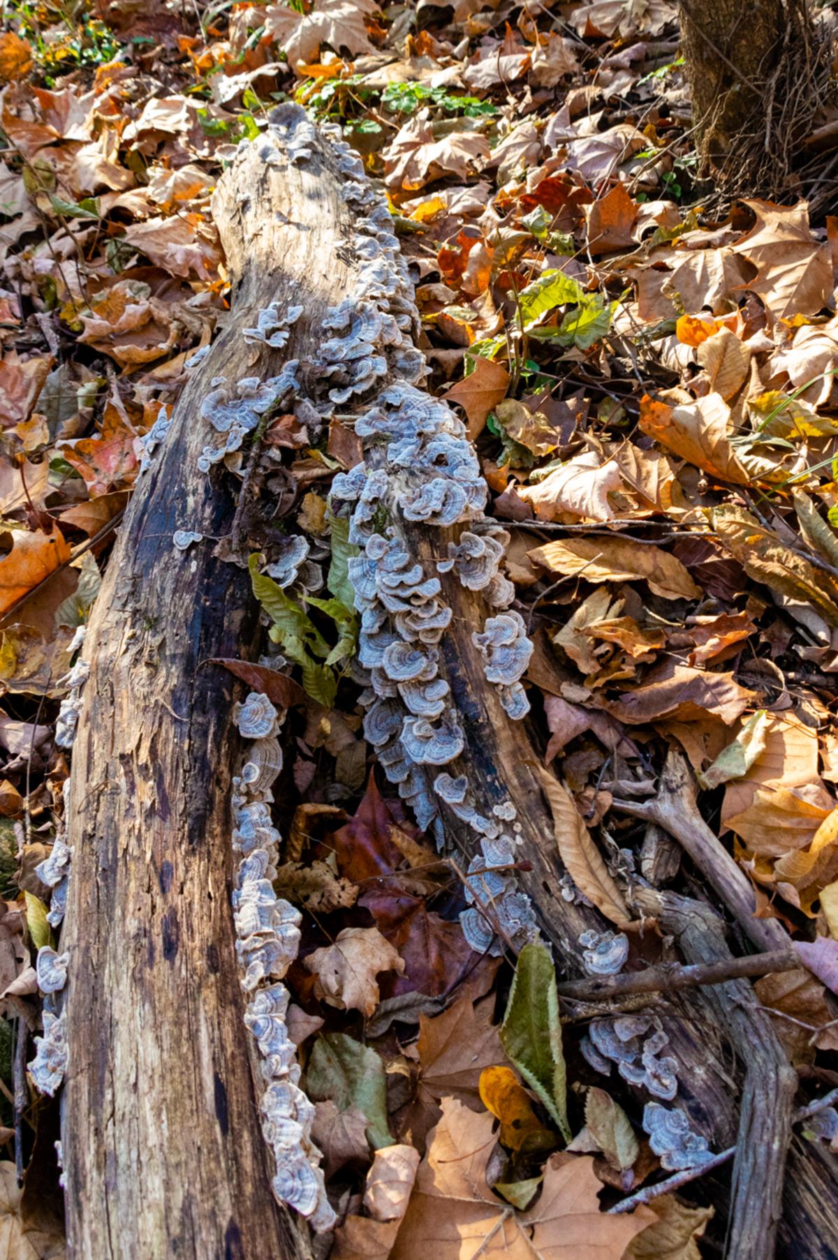 Wildflower Mushroom Huntsville Winter