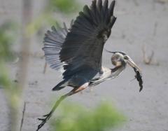 Kansas Kritters-Great blue heron