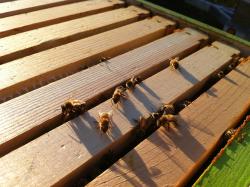 Light of Day Pollinators