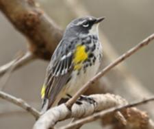 Yellow-Rumped-Warbler