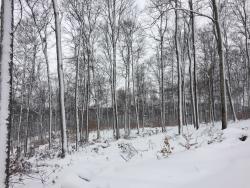 Palmer Woods Forest Preserve