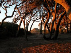 Trees at Ft Fisher