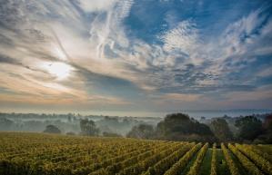 Sussex vineyard tours outlet
