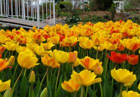Jerold Binkley Tulip Time