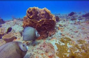 Coral Reef