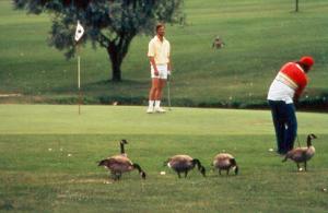 Geese on Golf Course