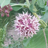 Milkweed Flower