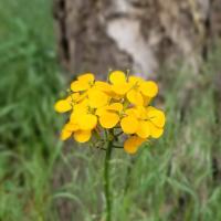 Western Wallflower