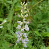 Lupine Flower